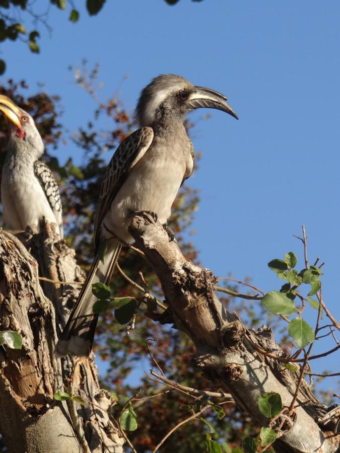 The Silk Road Lodge Hoedspruit Zewnętrze zdjęcie