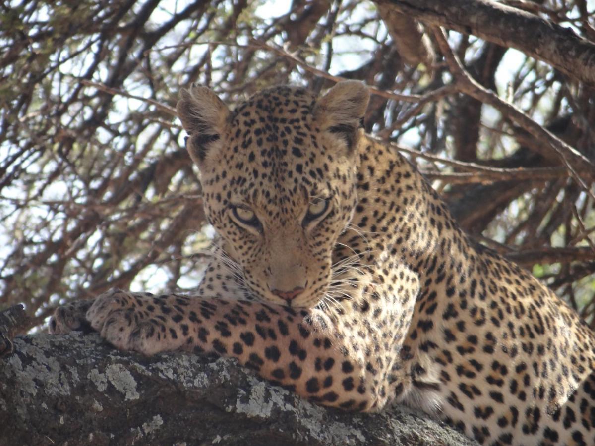 The Silk Road Lodge Hoedspruit Zewnętrze zdjęcie