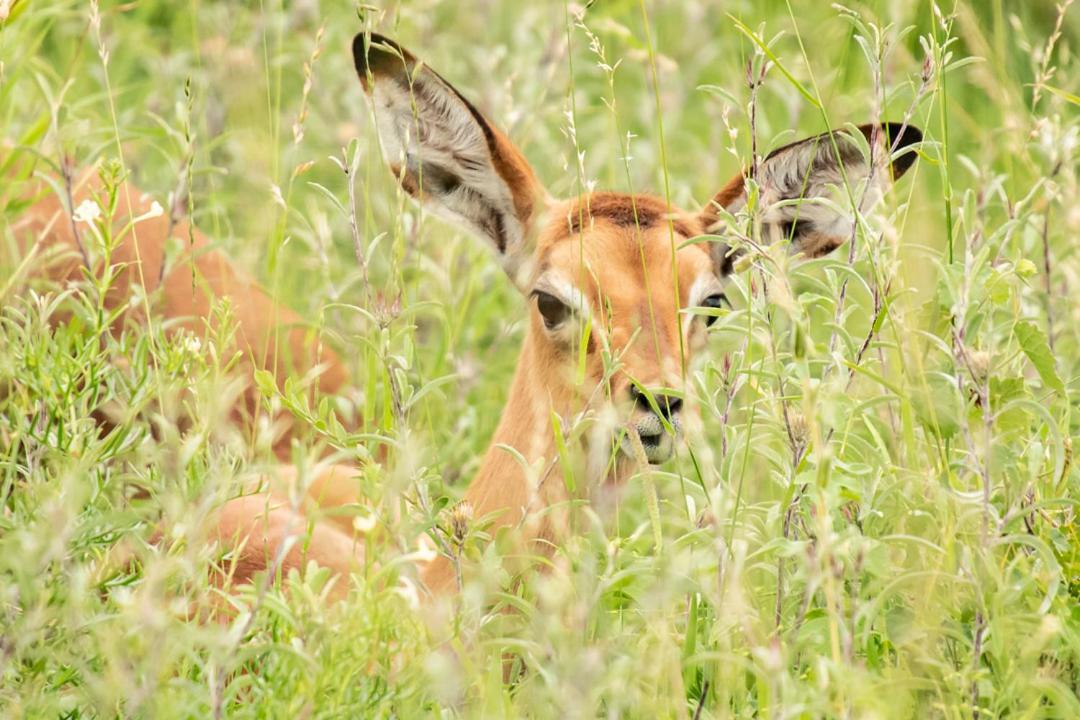 The Silk Road Lodge Hoedspruit Zewnętrze zdjęcie